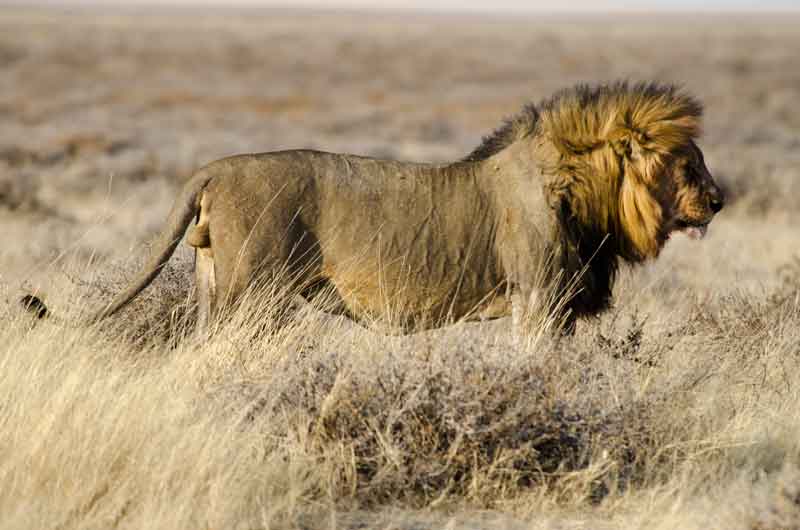 León - parque nacional de Etosha - Namibia 02.jpg